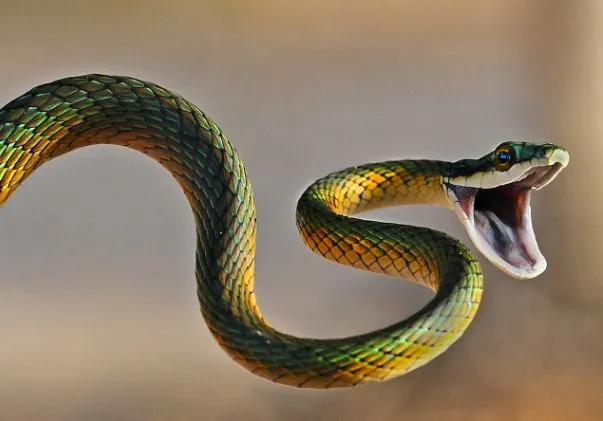 Odisha: Class III student dies of snake bite in Ganjam