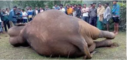 An elephant has sustained severe injuries after being struck by a train near Rajgangpur in Sundargarh district.  