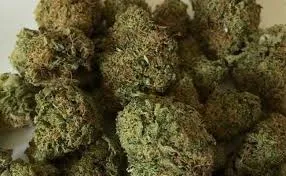  In two separate operations over the weekend, excise and police authorities in Odisha arrested seven individuals involved in the illegal transportation of ganja.