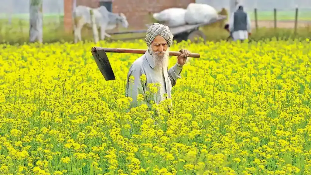 Mustard field